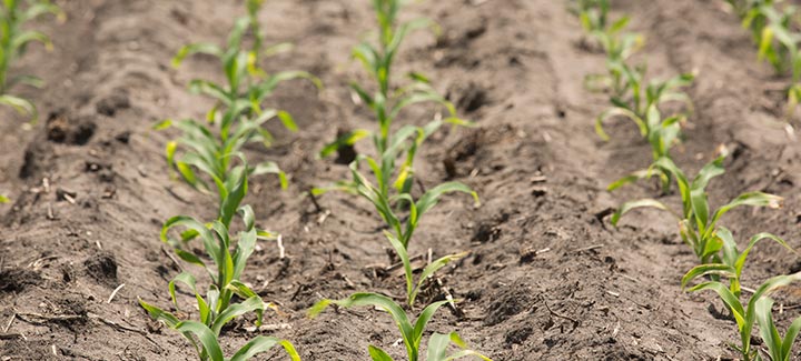 Narrow Rows Will Shape the Future of Yield Potential